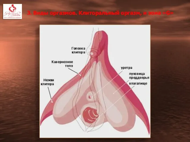 3. Виды оргазмов. Клиторальный оргазм, и зона «G»