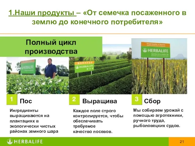 Полный цикл производства Посев Выращивание Сбор урожая Ингредиенты выращиваются на плантациях в экологически