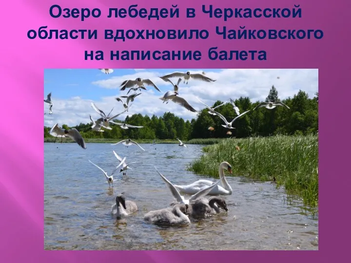 Озеро лебедей в Черкасской области вдохновило Чайковского на написание балета