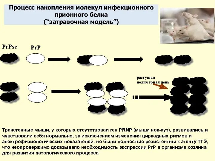 Процесс накопления молекул инфекционного прионного белка (“затравочная модель”) PrPsc PrP