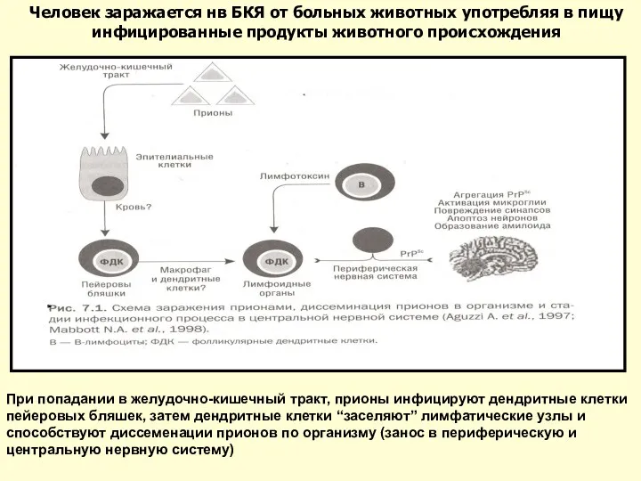 При попадании в желудочно-кишечный тракт, прионы инфицируют дендритные клетки пейеровых