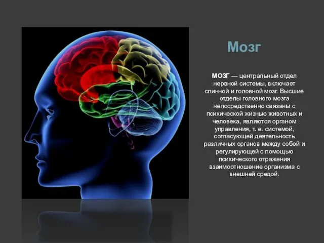 Мозг МОЗГ — центральный отдел нервной системы, включает спинной и головной мозг. Высшие