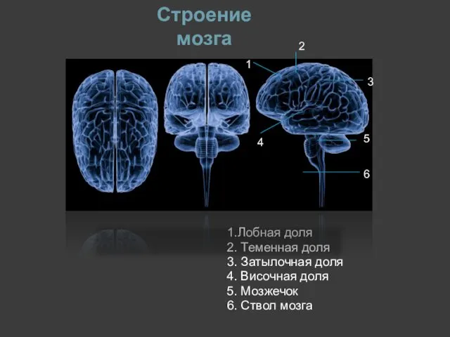 Строение мозга 1.Лобная доля 2. Теменная доля 3. Затылочная доля 4. Височная доля