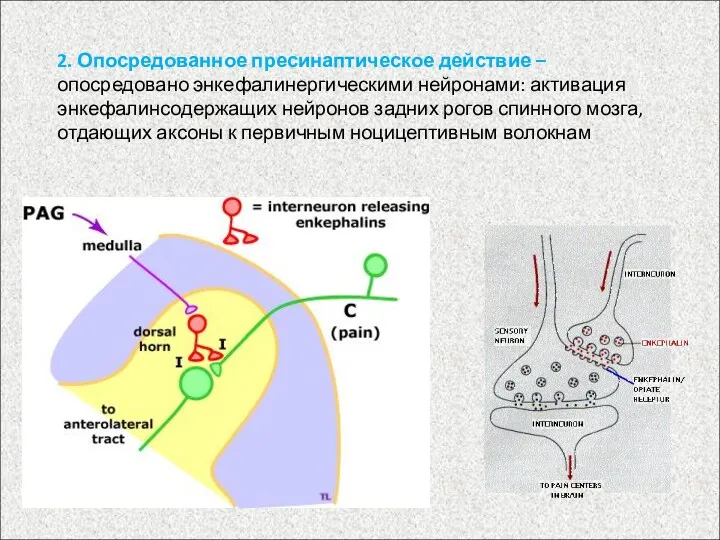 2. Опосредованное пресинаптическое действие – опосредовано энкефалинергическими нейронами: активация энкефалинсодержащих нейронов задних рогов