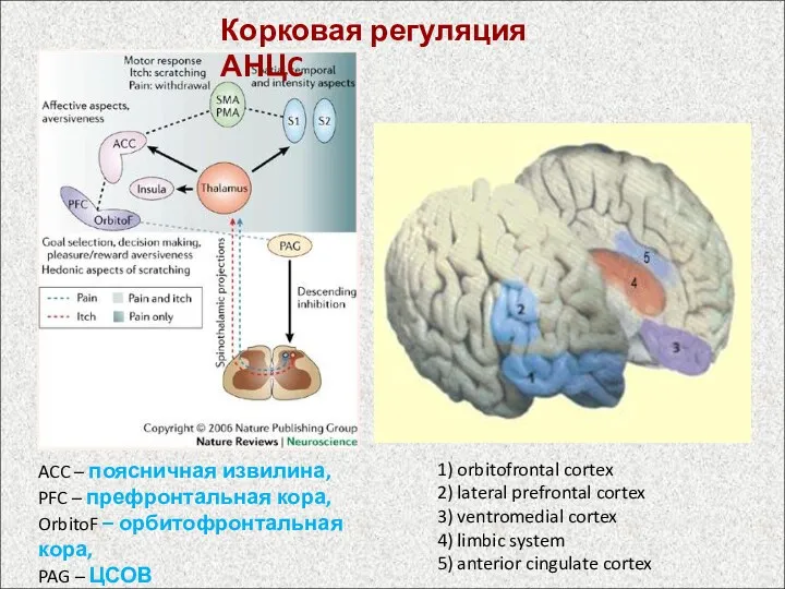 1) orbitofrontal cortex 2) lateral prefrontal cortex 3) ventromedial cortex 4) limbic system