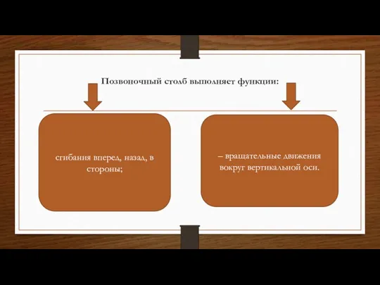 Позвоночный столб выполняет функции: сгибания вперед, назад, в стороны; – вращательные движения вокруг вертикальной оси.