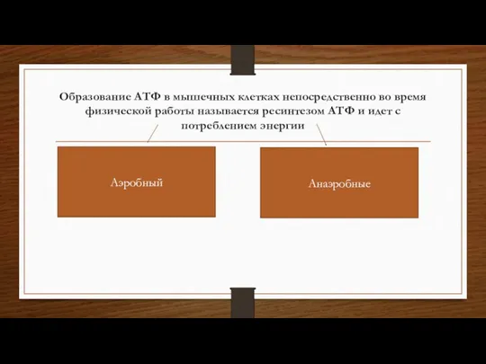 Образование АТФ в мышечных клетках непосредственно во время физической работы