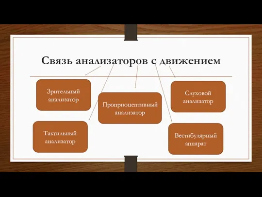 Связь анализаторов с движением Проприоцептивный анализатор Зрительный анализатор Слуховой анализатор Вестибулярный аппарат Тактильный анализатор