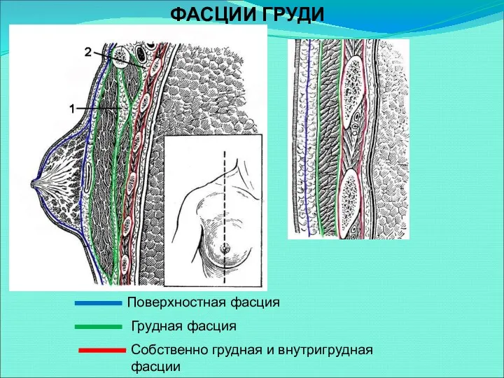 Поверхностная фасция Грудная фасция Собственно грудная и внутригрудная фасции ФАСЦИИ ГРУДИ