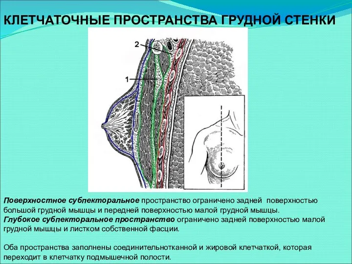 КЛЕТЧАТОЧНЫЕ ПРОСТРАНСТВА ГРУДНОЙ СТЕНКИ Поверхностное субпекторальное пространство ограничено задней поверхностью