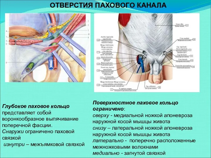 ОТВЕРСТИЯ ПАХОВОГО КАНАЛА Глубокое паховое кольцо представляет собой воронкообразное выпячивание