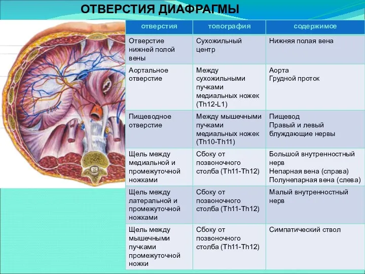 ОТВЕРСТИЯ ДИАФРАГМЫ