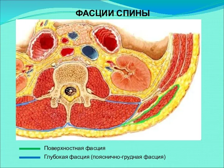 Поверхностная фасция Глубокая фасция (пояснично-грудная фасция) ФАСЦИИ СПИНЫ