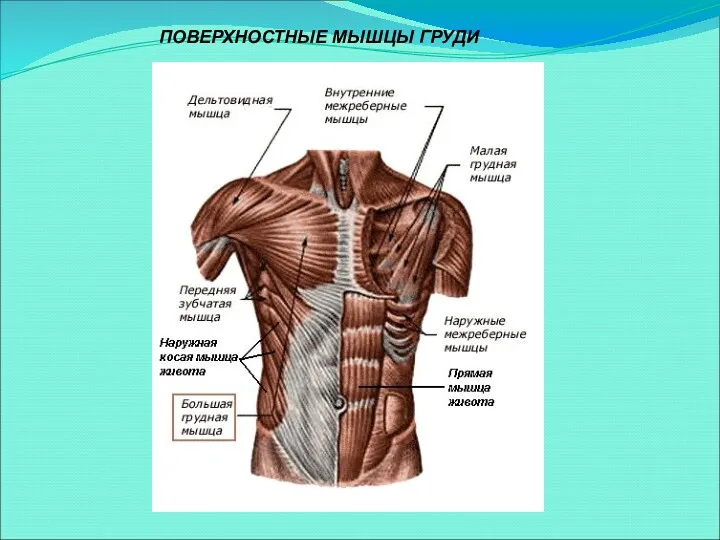 ПОВЕРХНОСТНЫЕ МЫШЦЫ ГРУДИ