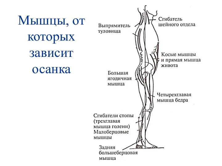 Мышцы, от которых зависит осанка