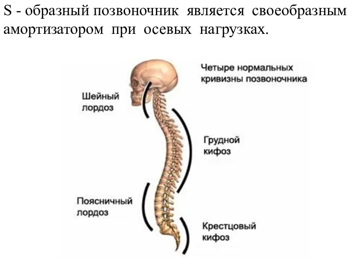 S - образный позвоночник является своеобразным амортизатором при осевых нагрузках.