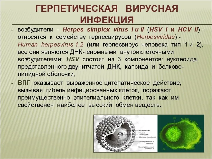 ГЕРПЕТИЧЕСКАЯ ВИРУСНАЯ ИНФЕКЦИЯ возбудители - Herpes simplex virus I и