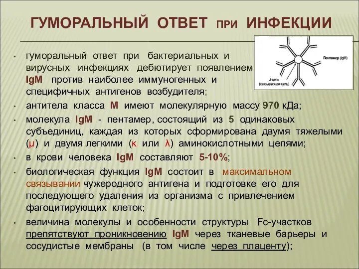 ГУМОРАЛЬНЫЙ ОТВЕТ при ИНФЕКЦИИ гуморальный ответ при бактериальных и вирусных