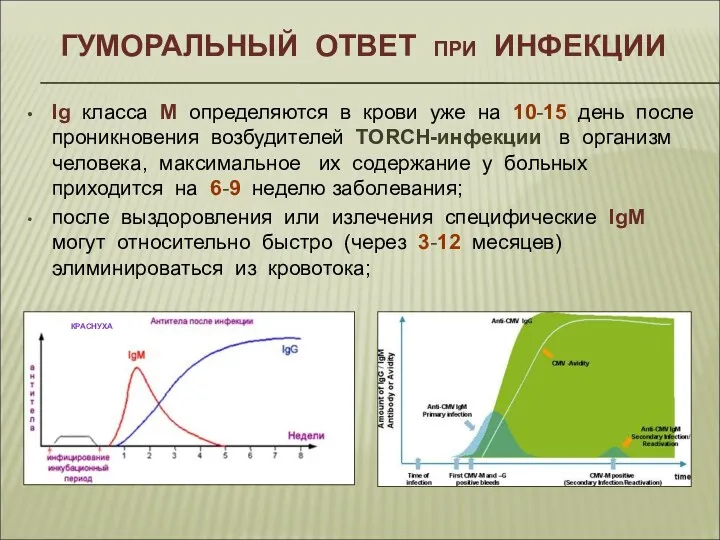 ГУМОРАЛЬНЫЙ ОТВЕТ при ИНФЕКЦИИ Ig класса M определяются в крови