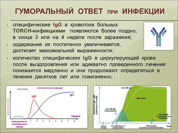 ГУМОРАЛЬНЫЙ ОТВЕТ при ИНФЕКЦИИ специфические IgG в кровотоке больных TORCH-инфекциями