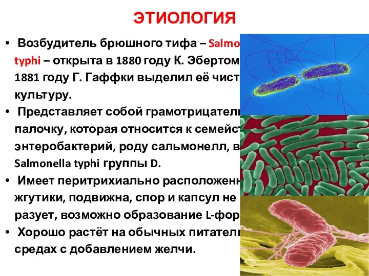 ЭТИОЛОГИЯ Возбудитель брюшного тифа – Salmonella typhi – открыта в