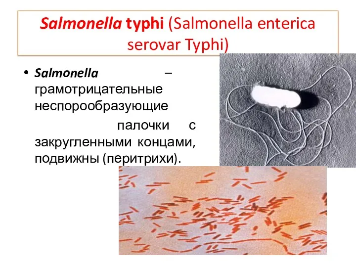 Salmonella typhi (Salmonella enterica serovar Typhi) Salmonella – грамотрицательные неспорообразующие палочки с закругленными концами, подвижны (перитрихи).