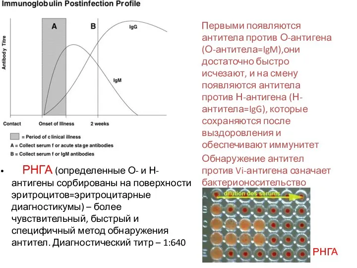 Первыми появляются антитела против О-антигена (О-антитела=IgM),они достаточно быстро исчезают, и