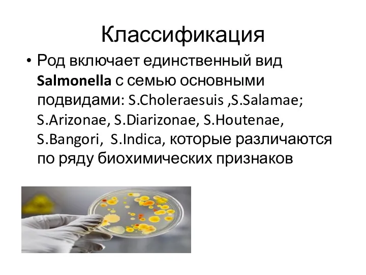 Классификация Род включает единственный вид Salmonella с семью основными подвидами: