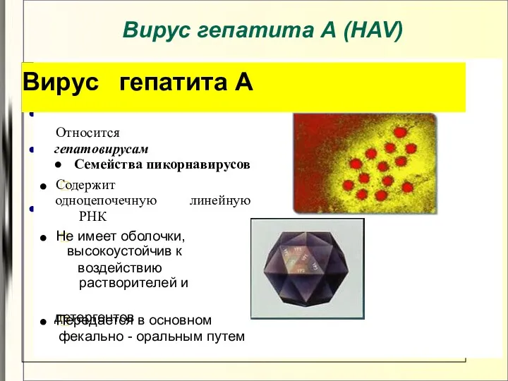 Вирус гепатита А (HAV) Относится к гепатовирусам Содержит одноцепочечную линейную