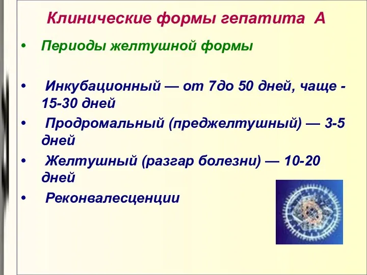 Периоды желтушной формы Инкубационный — от 7до 50 дней, чаще