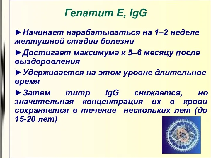 Гепатит E, IgG ►Начинает нарабатываться на 1–2 неделе желтушной стадии