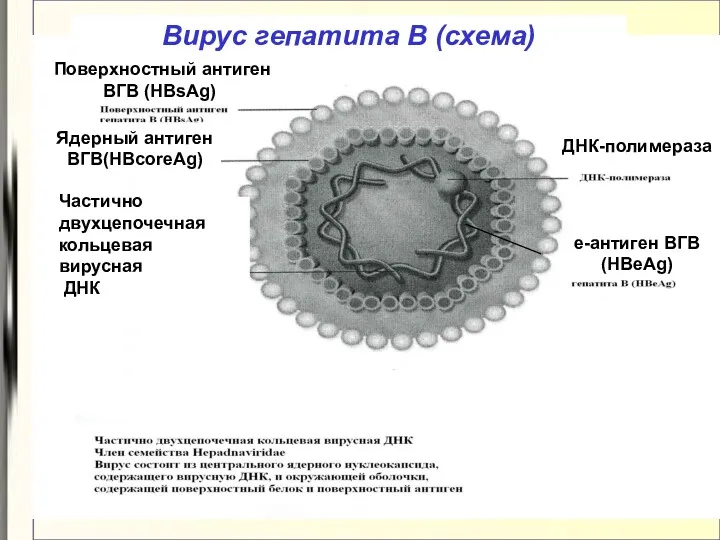 Вирус гепатита В (схема) Ядерный антиген ВГВ(HBcoreAg) Поверхностный антиген ВГВ