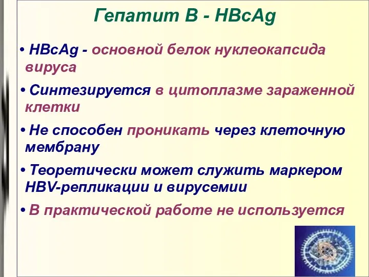 Гепатит В - HBcAg HBcAg - основной белок нуклеокапсида вируса