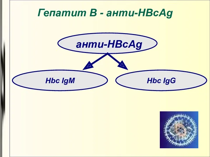 Гепатит В - анти-HBcAg анти-HBcAg Hbc IgM Hbc IgG