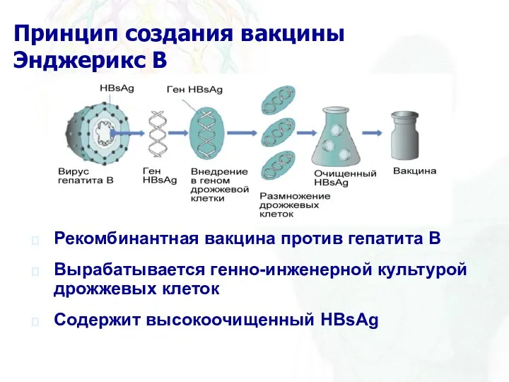 Принцип создания вакцины Энджерикс В Рекомбинантная вакцина против гепатита B