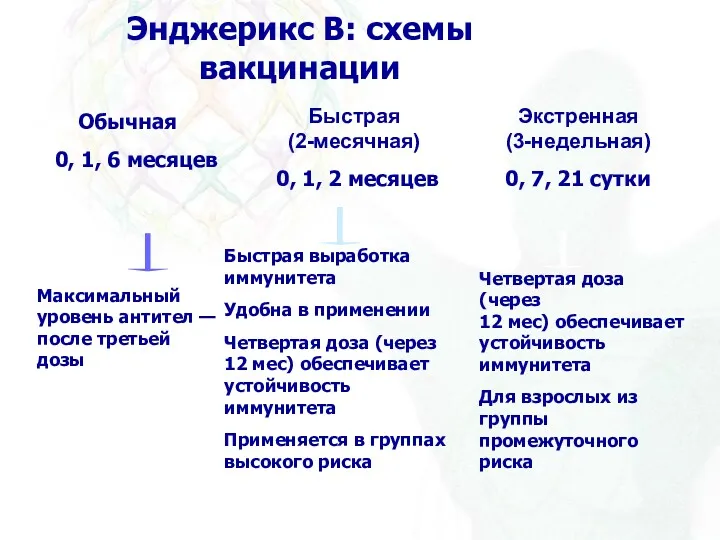 Энджерикс B: схемы вакцинации Обычная 0, 1, 6 месяцев Быстрая