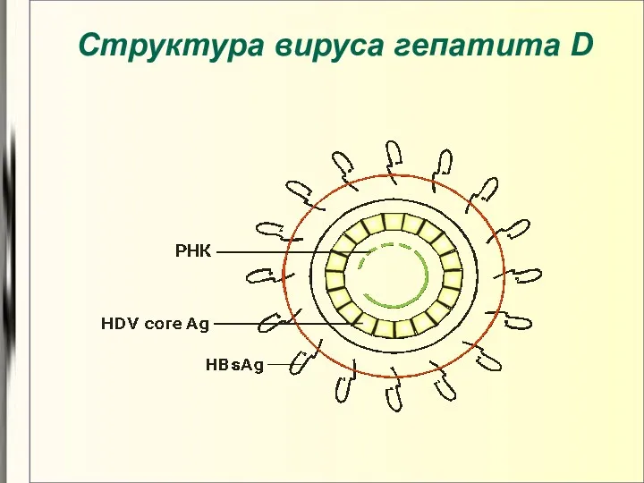 Структура вируса гепатита D