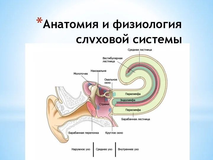 Анатомия и физиология слуховой системы