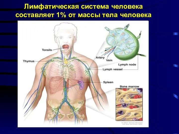 Лимфатическая система человека составляет 1% от массы тела человека