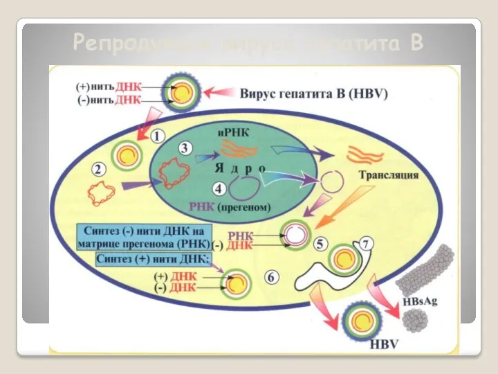 Репродукция вируса гепатита В