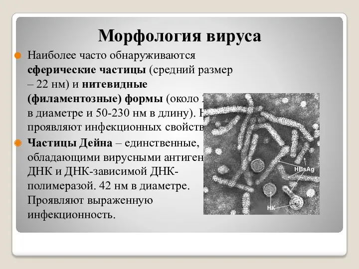 Морфология вируса Наиболее часто обнаруживаются сферические частицы (средний размер – 22 нм) и