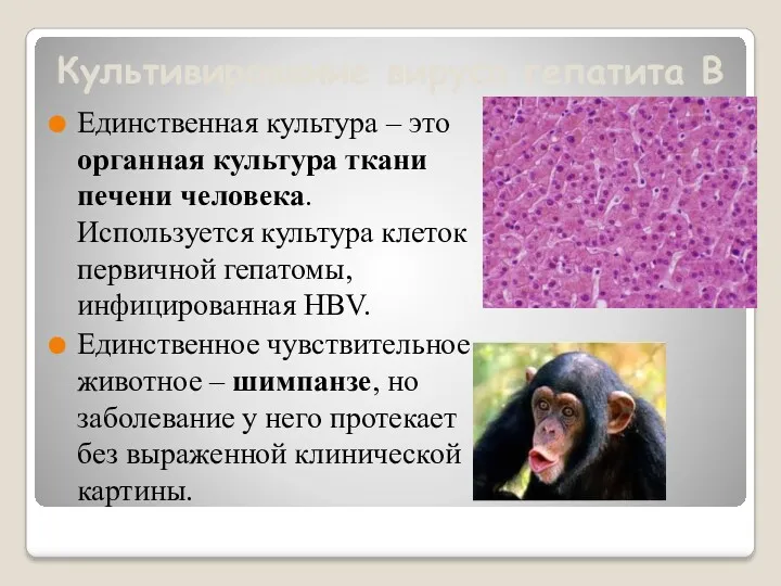 Культивирование вируса гепатита В Единственная культура – это органная культура ткани печени человека.