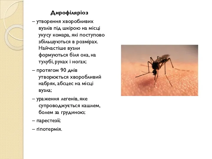 Дирофіляріоз – утворення хворобливих вузлів під шкірою на місці укусу