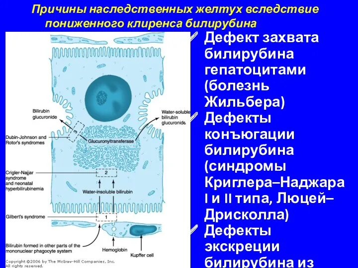 Причины наследственных желтух вследствие пониженного клиренса билирубина Дефект захвата билирубина