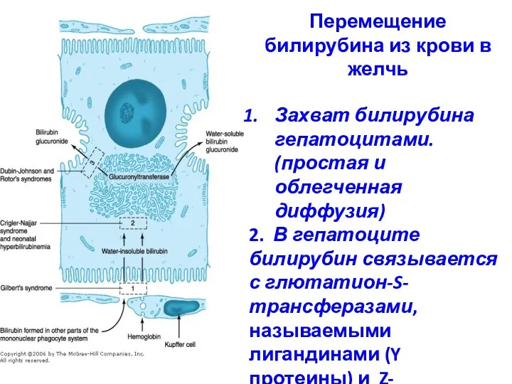 Перемещение билирубина из крови в желчь Захват билирубина гепатоцитами. (простая