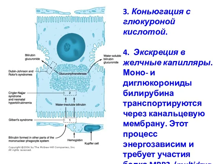 3. Коньюгация с глюкуроной кислотой. 4. Экскреция в желчные капилляры.