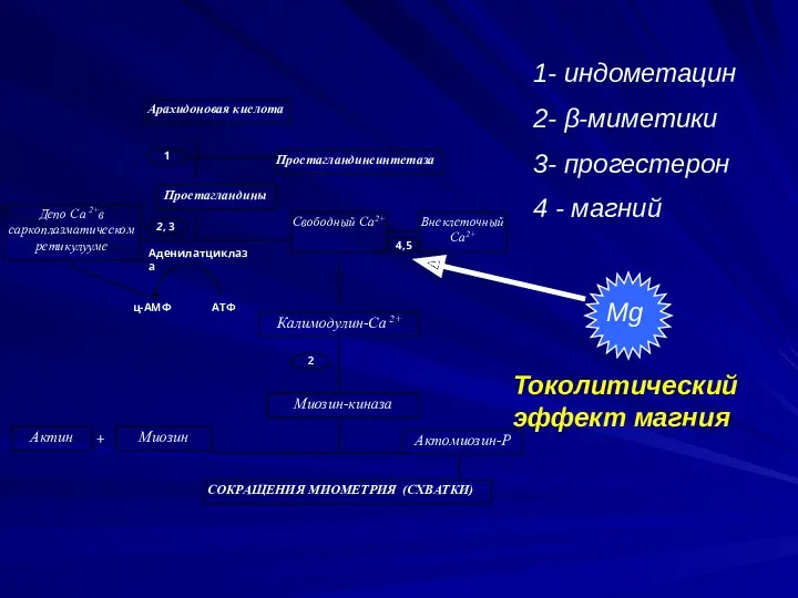 Арахидоновая кислота Простагландины Простагландинсинтетаза Депо Са 2+в саркоплазматическом ретикулууме Свободный