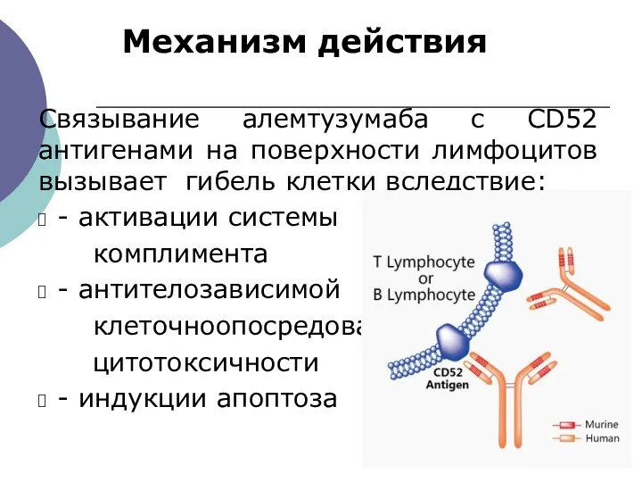 Механизм действия Связывание алемтузумаба с CD52 антигенами на поверхности лимфоцитов