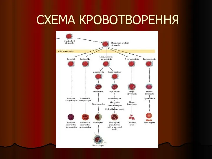 СХЕМА КРОВОТВОРЕННЯ