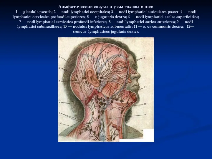 Лимфатические сосуды и узлы головы и шеи 1 — glandula